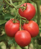 Riesentraube Tomato